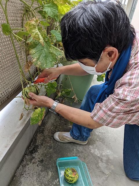 座って、プランターに植えた植物の手入れをする人