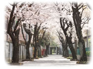 写真・はばたけ前の桜並木